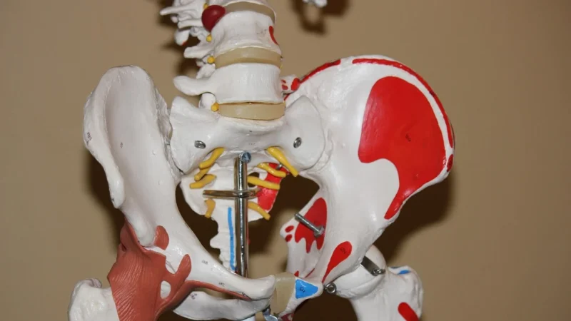 Anatomia ludzkiego ciała: fascynująca podróż pod skórę