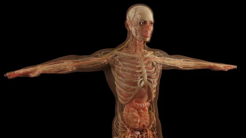Anatomia ludzkiego ciała: przewodnik po najważniejszych układach